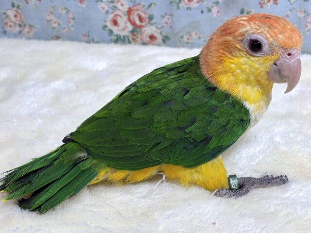 シロハラインコ