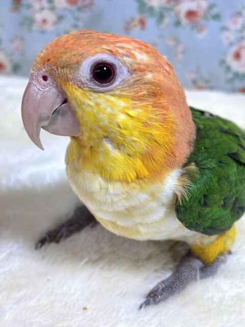 シロハラインコ