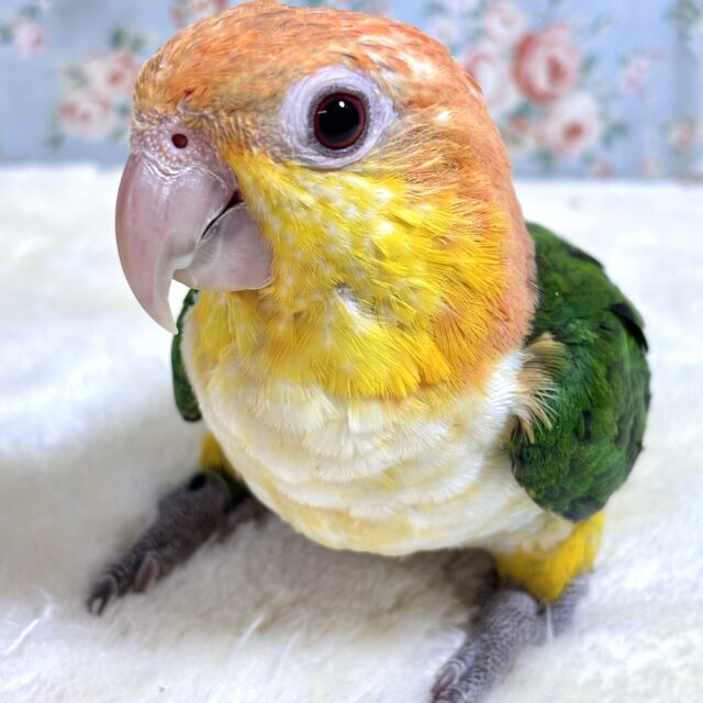 シロハラインコ 女の子 ‎🤍🍊🍏･.｡*･.｡*