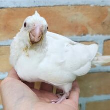 久々のカラー✨オカメインコのヒナ(ピュアホワイト)入荷しました♥️