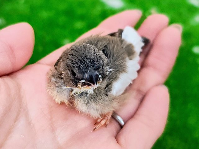 錦花鳥（キンカチョウ）