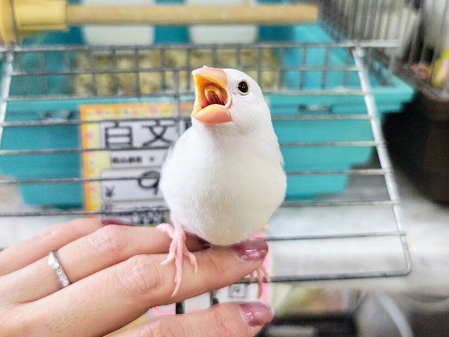 白文鳥