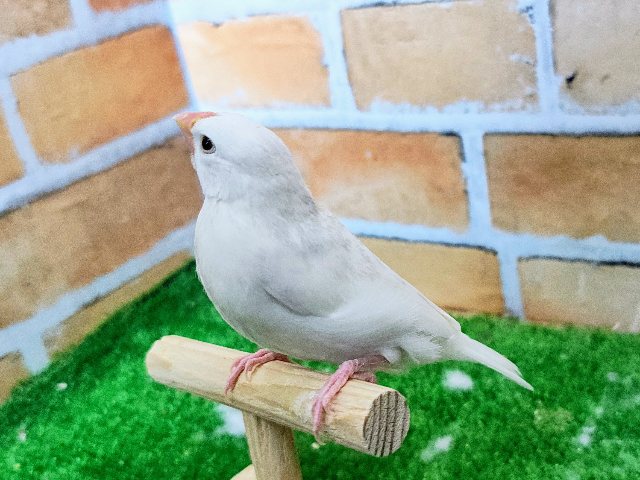 白文鳥