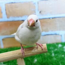 ①グレーがポイント✨白文鳥入荷しました❤️