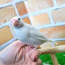 ②まっしろしろすけ‎🤍白文鳥入荷しました❤️