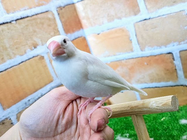 ②まっしろしろすけ‎🤍白文鳥入荷しました❤️