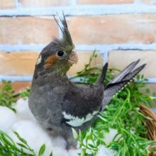 やっぱり王道選んじゃうよね✨オカメインコのヒナ(ノーマル)入荷しました❤️