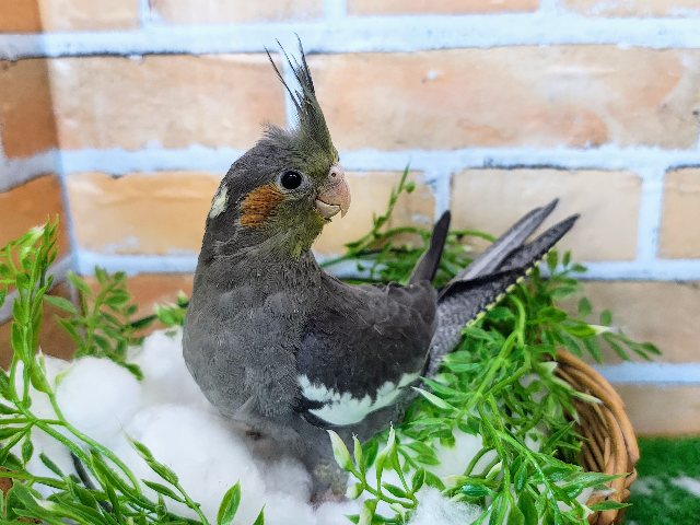 やっぱり王道選んじゃうよね✨オカメインコのヒナ(ノーマル)入荷しました❤️