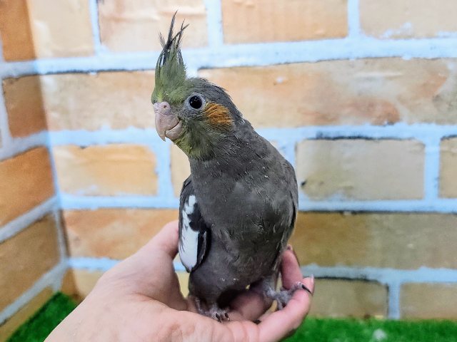 オカメインコ