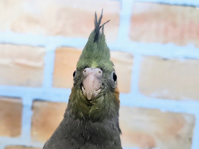 オカメインコ