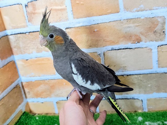 オカメインコ