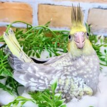 ぽつぽつ斑点模様あるよ〜✨オカメインコのヒナ(シナモンパール)入荷しました❤️