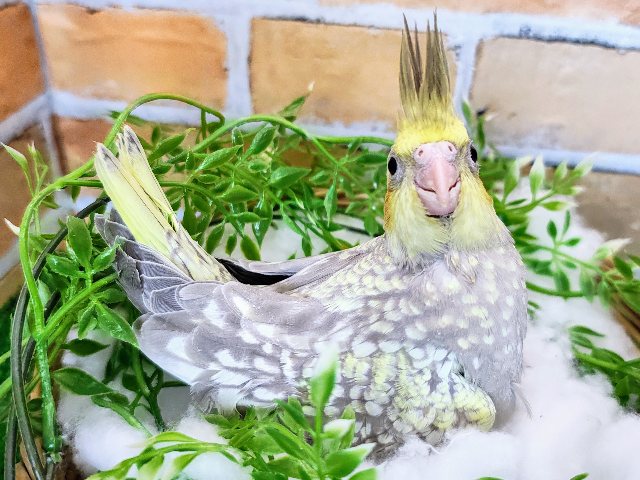 ぽつぽつ斑点模様あるよ〜✨オカメインコのヒナ(シナモンパール)入荷しました❤️