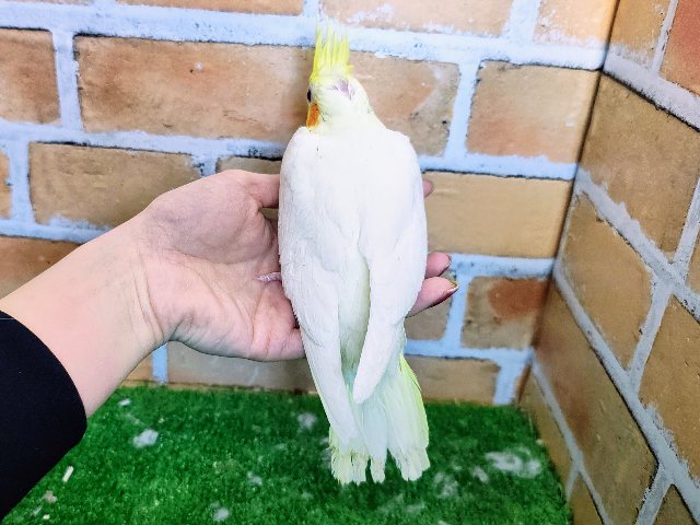 オカメインコ