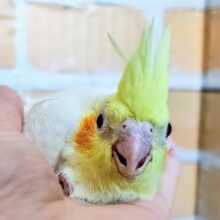 大きな瞳がキラキラ✨オカメインコのヒナ(ルチノー)入荷しました❤️