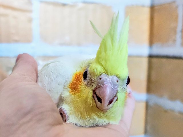 大きな瞳がキラキラ✨オカメインコのヒナ(ルチノー)入荷しました❤️