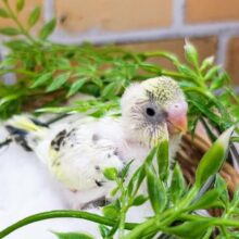 優しくて癒されカラー✨セキセイインコのヒナ(4色ハルクイン)入荷しました❤️