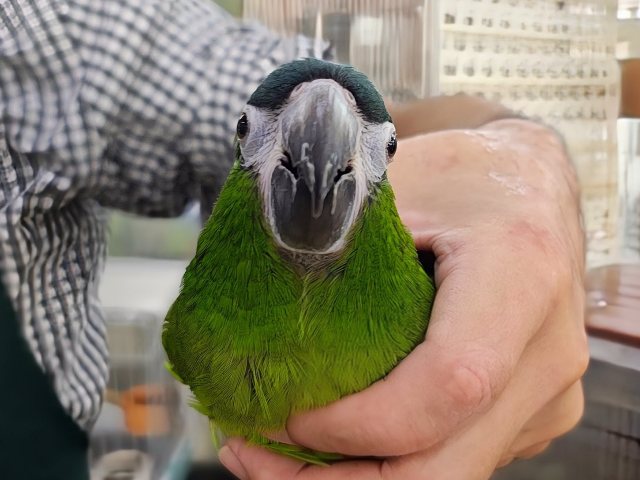 コミドリコンゴウインコ