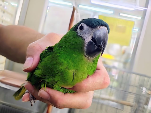 コミドリコンゴウインコ