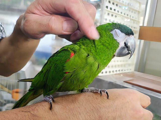 コミドリコンゴウインコ