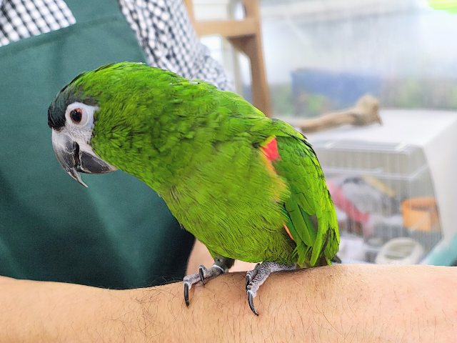 コミドリコンゴウインコ