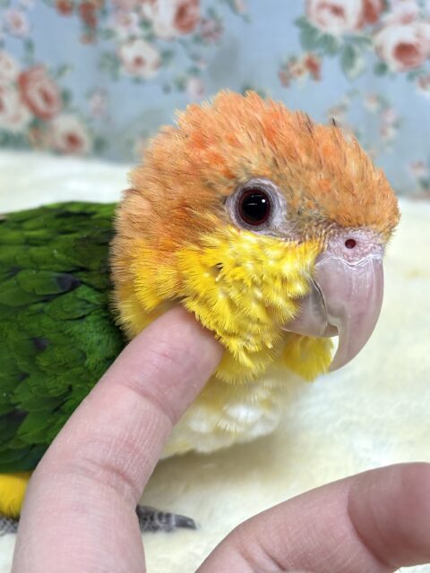 シロハラインコ