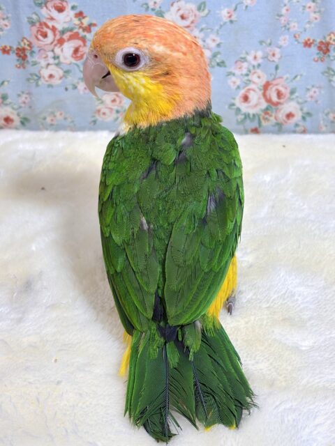 シロハラインコ