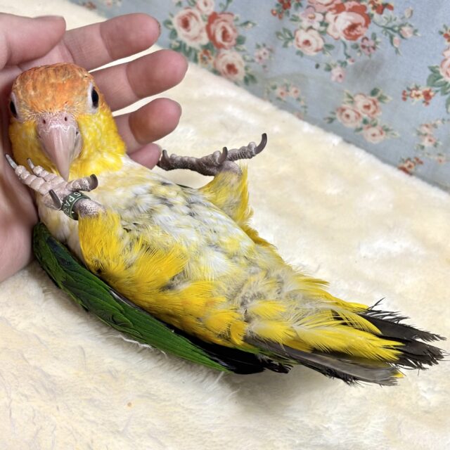 シロハラインコ