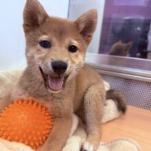 動画あり！お耳が立ったよ！王道が可愛い！柴犬