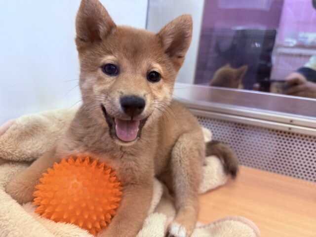 動画あり！お耳が立ったよ！王道が可愛い！柴犬