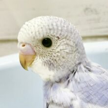 淡いブルーがキレイ✨セキセイインコ（ブルースパングル）