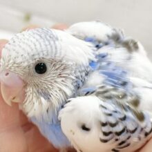 白多めのパイドさん〜🤍🩵セキセイインコ（ブルーパイド）