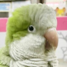 お話し大好き✨💚オキナインコ（グリーン）