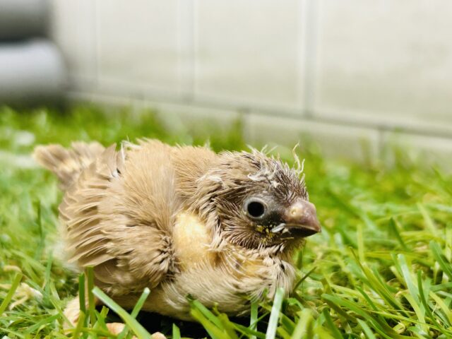 ミニミニ怪獣🐤🐤第二弾！！！　キンカチョウ