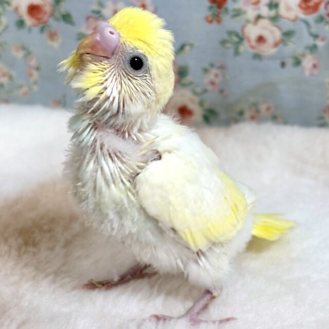 セキセイインコ クリームパイド ✨🍋‪🍦‬