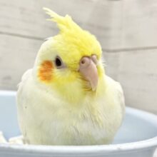 このフォルム可愛すぎる〜🥰🤭オカメインコ（ルチノー）