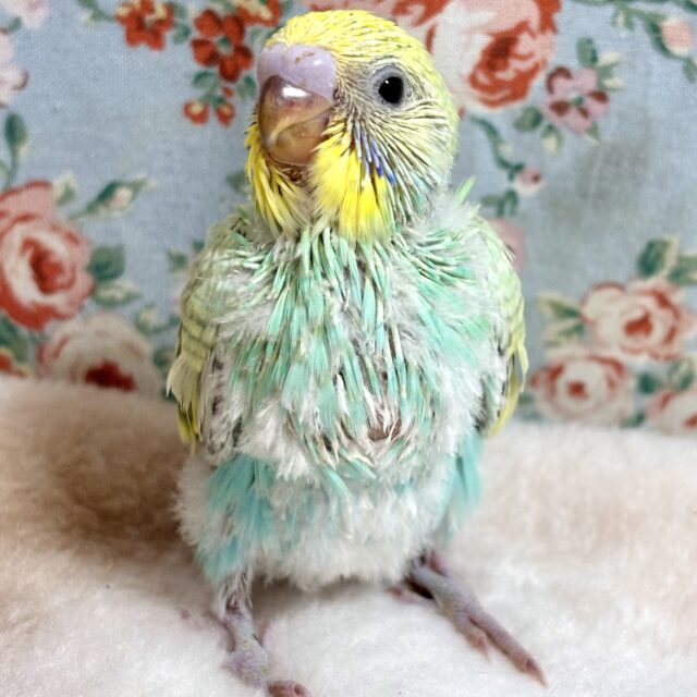 セキセイインコ パステルレインボー(エメラルド)‎ 💚ྀི°•*⁀⭐️