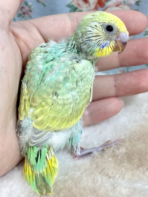 セキセイインコ