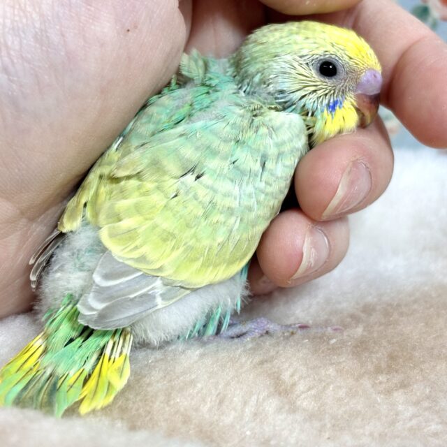 セキセイインコ