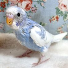 セキセイインコ  ブルースパングルパイド  🩵🐋🫧‪‎🤍