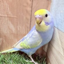 最新画像あります🌟手の中で包まれるのが好きなんです💕青空カラーのセキセイインコパステルレインボー💙