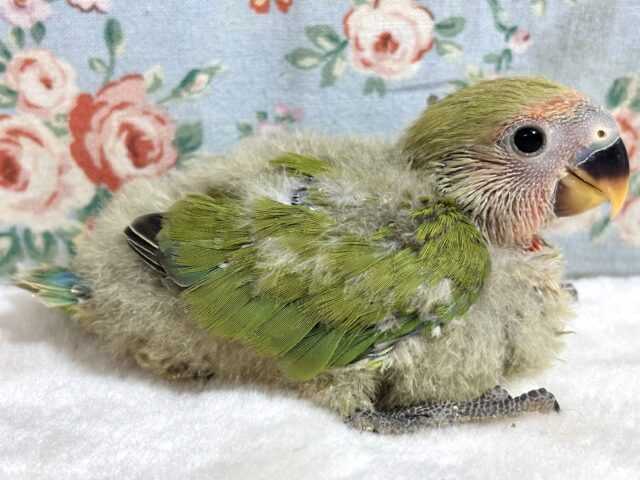 コザクラインコ（小桜インコ）