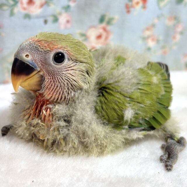 コザクラインコ ノーマル ‪🌱‬🌿❤️