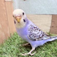 最新画像あります⭐️模様がビッシリ‼️かっこいい雰囲気のセキセイインコオパーリン💜