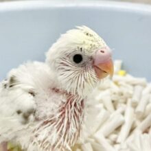 キレイな模様✨セキセイインコ（4色ハルクイン）