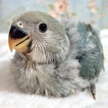 コザクラインコ  ブルーチェリー  🦋🍒*°