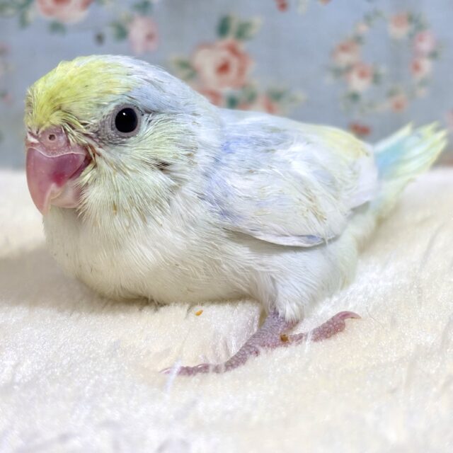 マメルリハ ターコイズダイリュートヘビーパイドライラック 男の子 💐🤍💜