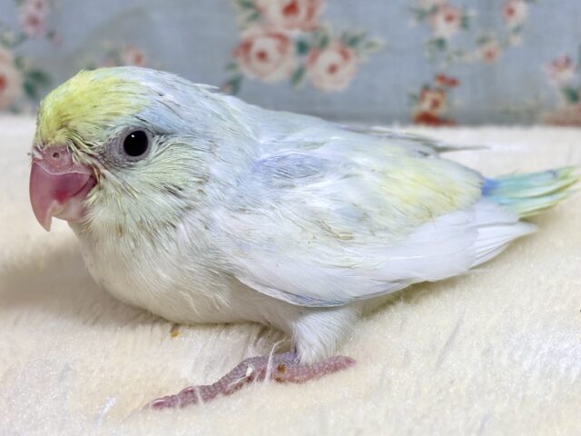 マメルリハ