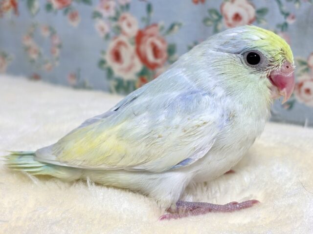 マメルリハ