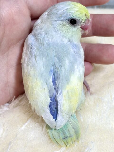 マメルリハ